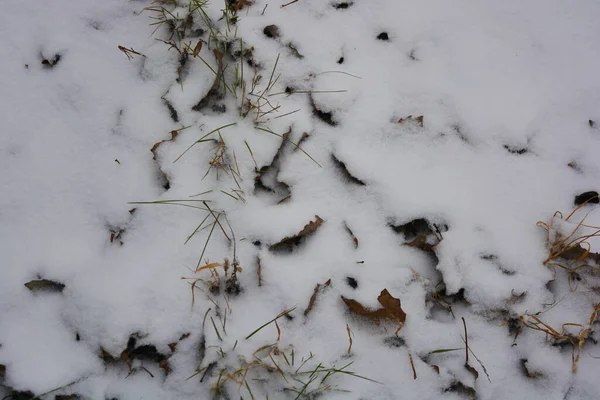 Aralığın sonunda ağaçların kuru yaprakları, kuru çimenler ve beyaz kabarık Noel karıyla kaplı zemin..