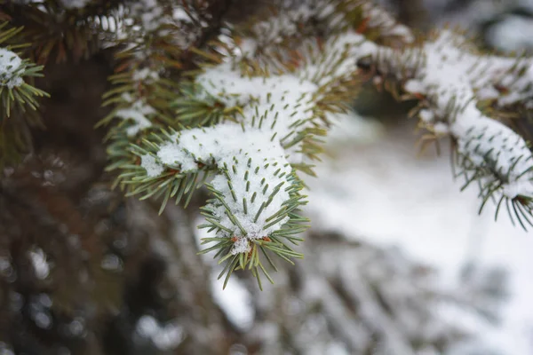 Młode Zielone Gałęzie Choinki Świerk Małymi Cierniami Pod Białym Śniegiem — Zdjęcie stockowe
