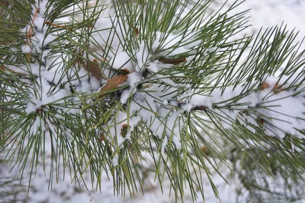 Fragrant Written Branches Green Christmas Tree Noble Pine Large Ishols — Stock Photo, Image