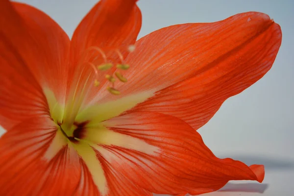 Beaux Lumineux Bourgeons Orange Amaryllis Fleuri Cet Hiver Fleurs Mouchetées — Photo