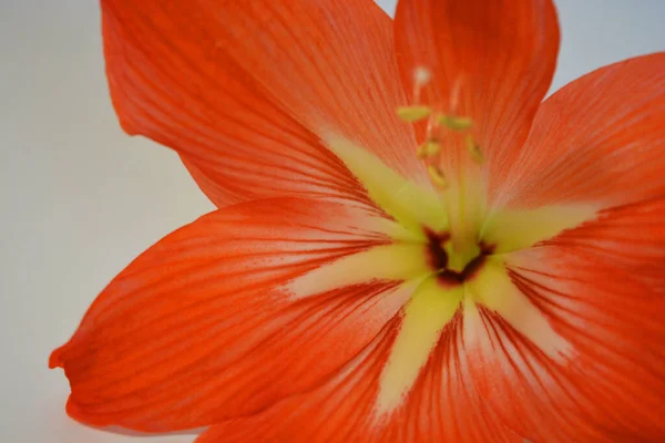 Beaux Lumineux Bourgeons Orange Amaryllis Fleuri Cet Hiver Fleurs Mouchetées — Photo