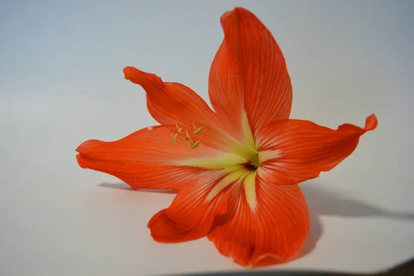 Schöne Und Leuchtend Orange Amaryllis Knospen Blühten Diesem Winter Gesprenkelte — Stockfoto