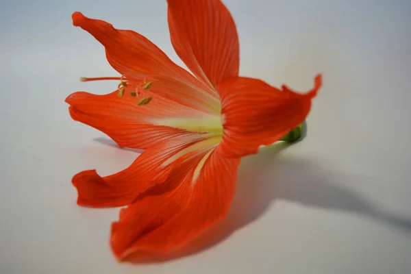 Beautiful Bright Orange Amaryllis Buds Bloomed Winter Speckled Flowers Growing — Stock Photo, Image