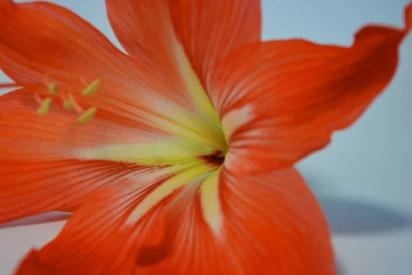 Hermosos Brillantes Brotes Amarilis Color Naranja Florecieron Este Invierno Flores —  Fotos de Stock