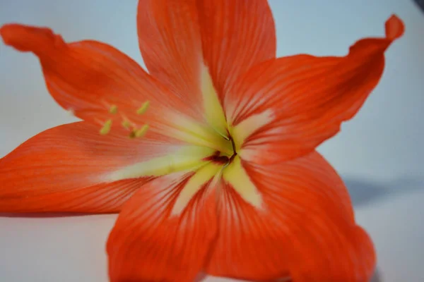 Hermosos Brillantes Brotes Amarilis Color Naranja Florecieron Este Invierno Flores —  Fotos de Stock
