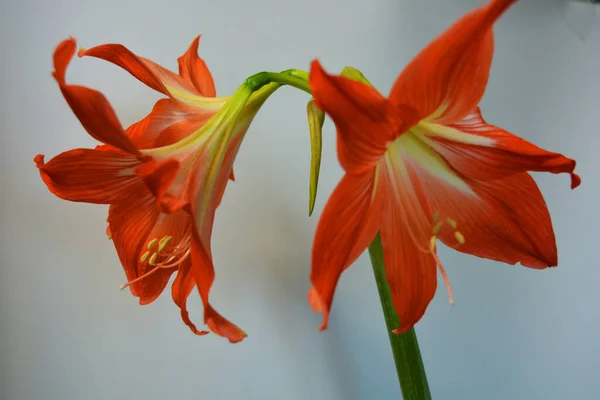 Beautiful Bright Orange Amaryllis Buds Bloomed Winter Speckled Flowers Growing — Stock Photo, Image