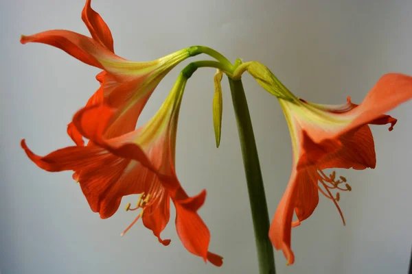 Schöne Und Leuchtend Orange Amaryllis Knospen Blühten Diesem Winter Gesprenkelte — Stockfoto