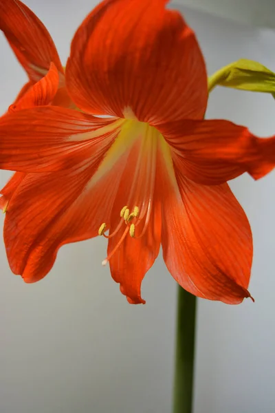 Belos Brilhantes Botões Amaryllis Laranja Floresceu Neste Inverno Flores Salpicadas — Fotografia de Stock