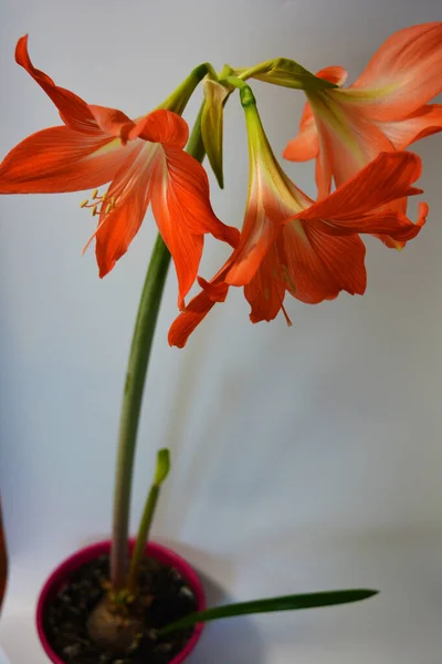 Beaux Lumineux Bourgeons Orange Amaryllis Fleuri Cet Hiver Fleurs Mouchetées — Photo