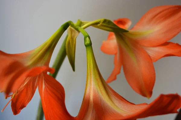 Beaux Lumineux Bourgeons Orange Amaryllis Fleuri Cet Hiver Fleurs Mouchetées — Photo