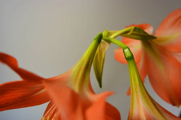 Kış Güzel Parlak Turuncu Papatya Tomurcukları Çiçek Açtı Kırmızı Pembe — Stok fotoğraf