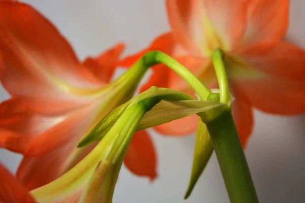 Beaux Lumineux Bourgeons Orange Amaryllis Fleuri Cet Hiver Fleurs Mouchetées — Photo