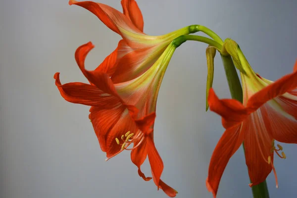 Beaux Lumineux Bourgeons Orange Amaryllis Fleuri Cet Hiver Fleurs Mouchetées — Photo