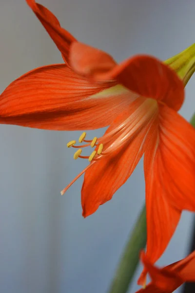 Hermosos Brillantes Brotes Amarilis Color Naranja Florecieron Este Invierno Flores — Foto de Stock