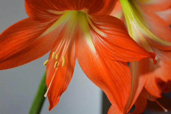 Beautiful Bright Orange Amaryllis Buds Bloomed Winter Speckled Flowers Growing — Stock Photo, Image