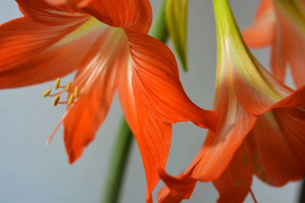 Schöne Und Leuchtend Orange Amaryllis Knospen Blühten Diesem Winter Gesprenkelte — Stockfoto