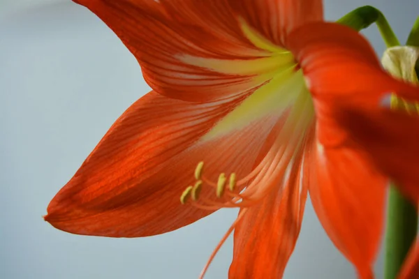 Letos Zimě Vykvetly Krásné Jasně Oranžové Amaryllisové Pupeny Květy Tečkované — Stock fotografie