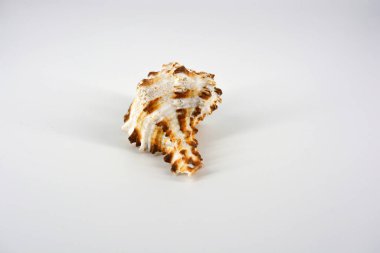 Güzel deniz, okyanus beyaz kabuğu, beyaz arka planda kahverengi lekeler var..