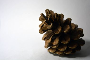 Beyaz arka planda büyük açık kahverengi bir kozalak.. 