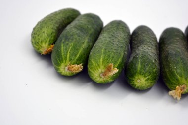 Fresh delicious ripe natural green cucumbers growing on a Ukrainian garden, vegetable garden, field. 