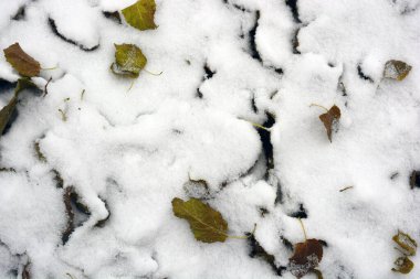 Dry autumn yellow, orange leaves fell and mixed with winter snow. 