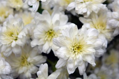 Parlak güzel sonbahar beyaz kokulu çiçekler, bütün buketin içinde bulunan beyaz kasımpatılar.. 