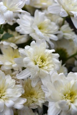 Parlak güzel sonbahar beyaz kokulu çiçekler, bütün buketin içinde bulunan beyaz kasımpatılar.. 