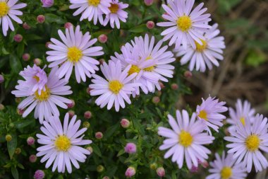 Beautiful, bright, soft purple and pink blooms September, Asters, New York aster, Symphyotrichum novi-belgii. The background of flowers, many identical ones, grows on a bush with small green leaves in an outdoor garden.