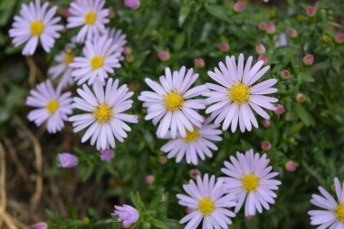 Beautiful, bright, soft purple and pink blooms September, Asters, New York aster, Symphyotrichum novi-belgii. The background of flowers, many identical ones, grows on a bush with small green leaves in an outdoor garden.