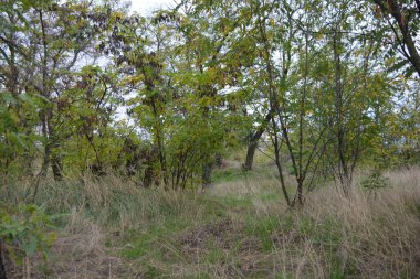 A wonderful walk along a well-trodden sandy road past golden, yellow tall grass, dried flowers, tall old deciduous trees, bushes with yellow, orange, green leaves against the backdrop of a white-gray cloudy sky.