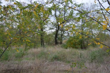 A wonderful walk along a well-trodden sandy road past golden, yellow tall grass, dried flowers, tall old deciduous trees, bushes with yellow, orange, green leaves against the backdrop of a white-gray cloudy sky.