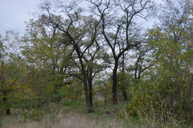 A wonderful walk along a well-trodden sandy road past golden, yellow tall grass, dried flowers, tall old deciduous trees, bushes with yellow, orange, green leaves against the backdrop of a white-gray cloudy sky.