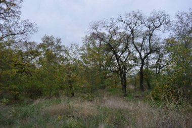 A wonderful walk along a well-trodden sandy road past golden, yellow tall grass, dried flowers, tall old deciduous trees, bushes with yellow, orange, green leaves against the backdrop of a white-gray cloudy sky.