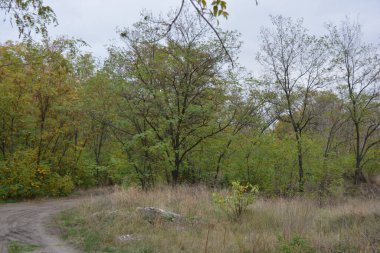 A wonderful walk along a well-trodden sandy road past golden, yellow tall grass, dried flowers, tall old deciduous trees, bushes with yellow, orange, green leaves against the backdrop of a white-gray cloudy sky.