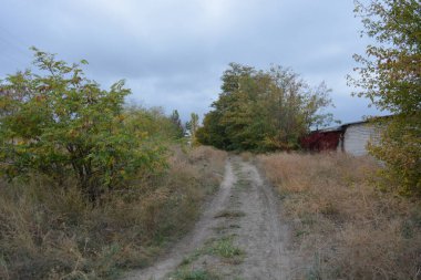 A wonderful walk along a well-trodden sandy road past golden, yellow tall grass, dried flowers, tall old deciduous trees, bushes with yellow, orange, green leaves against the backdrop of a white-gray cloudy sky.