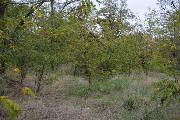 A wonderful walk along a well-trodden sandy road past golden, yellow tall grass, dried flowers, tall old deciduous trees, bushes with yellow, orange, green leaves against the backdrop of a white-gray cloudy sky.