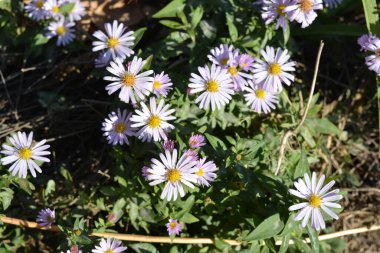 Light, beautiful, blooming flowers of delicate pink and purple. Low-growing September, Asters, New York Aster, Symphyotrichum Novi-Belgii bushes with tiny dewdrops and small green leaves illuminated by the morning sun.