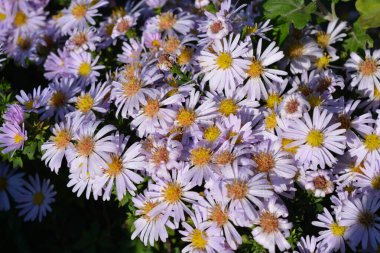 Light, beautiful, blooming flowers of delicate pink and purple. Low-growing September, Asters, New York Aster, Symphyotrichum Novi-Belgii bushes with tiny dewdrops and small green leaves illuminated by the morning sun.