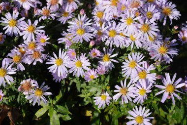 Light, beautiful, blooming flowers of delicate pink and purple. Low-growing September, Asters, New York Aster, Symphyotrichum Novi-Belgii bushes with tiny dewdrops and small green leaves illuminated by the morning sun.