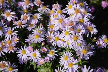 Light, beautiful, blooming flowers of delicate pink and purple. Low-growing September, Asters, New York Aster, Symphyotrichum Novi-Belgii bushes with tiny dewdrops and small green leaves illuminated by the morning sun.