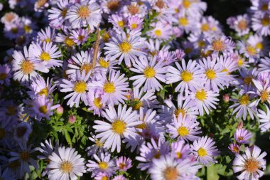 Light, beautiful, blooming flowers of delicate pink and purple. Low-growing September, Asters, New York Aster, Symphyotrichum Novi-Belgii bushes with tiny dewdrops and small green leaves illuminated by the morning sun.