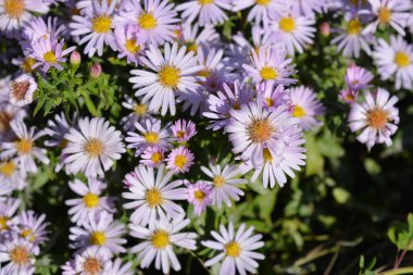 Light, beautiful, blooming flowers of delicate pink and purple. Low-growing September, Asters, New York Aster, Symphyotrichum Novi-Belgii bushes with tiny dewdrops and small green leaves illuminated by the morning sun.
