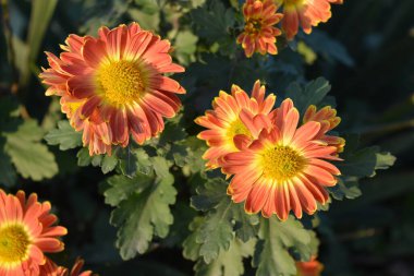 Doğa, güzel bir sonbahar havası ve bahçesinde büyüyen açık hava çiçekleri. Parlak, kabarık sarı, turuncu, kırmızı ve kahverengi kasımpatı çiçekleri ve ılık sonbahar güneşi ile aydınlatılmış yeşil yapraklar..