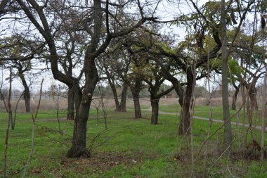 Beautiful, bright late autumn, lovely old autumn park with a shallow green lawn, still-green grass along a road. Tall, old deciduous treesacacia, poplar, leafless maple grow in small park.