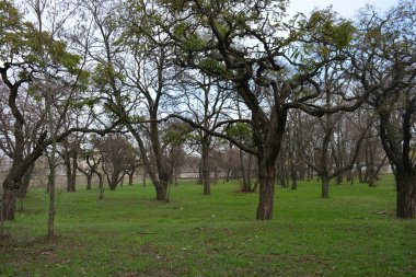 Beautiful, bright late autumn, lovely old autumn park with a shallow green lawn, still-green grass along a road. Tall, old deciduous treesacacia, poplar, leafless maple grow in small park.