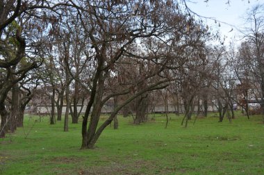 Beautiful, bright late autumn, lovely old autumn park with a shallow green lawn, still-green grass along a road. Tall, old deciduous treesacacia, poplar, leafless maple grow in small park.