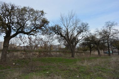 Beautiful, bright late autumn, lovely old autumn park with a shallow green lawn, still-green grass along a road. Tall, old deciduous treesacacia, poplar, leafless maple grow in small park.