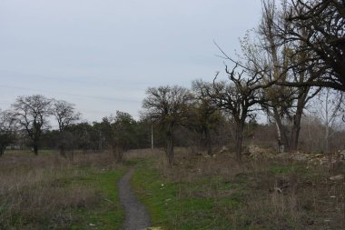 Beautiful, bright late autumn, lovely old autumn park with a shallow green lawn, still-green grass along a road. Tall, old deciduous treesacacia, poplar, leafless maple grow in small park.