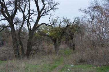Beautiful, bright late autumn, lovely old autumn park with a shallow green lawn, still-green grass along a road. Tall, old deciduous treesacacia, poplar, leafless maple grow in small park.