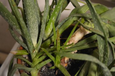 Büyük, eski bir çalı, kalın, yeşil, uzun filizler ve beyaz aloe vera lekeleri. Bu büyük ev bitkisi büyük kahverengi bir plastik tencerede yetişiyor..